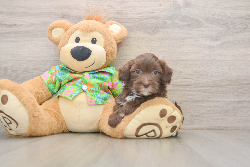 Little Havadoodle Poodle Mix Puppy