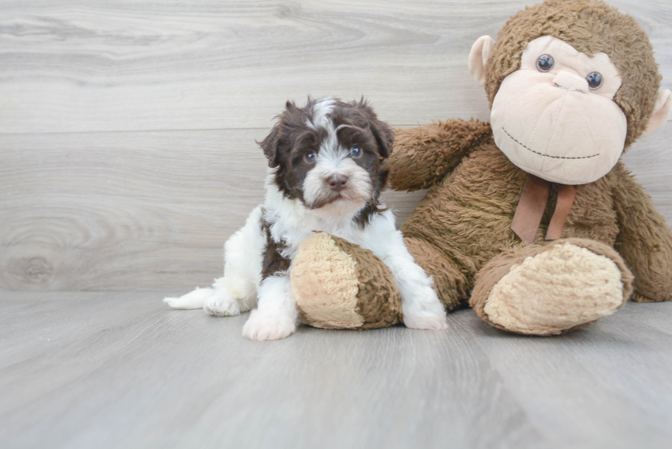 Energetic Havadoodle Poodle Mix Puppy