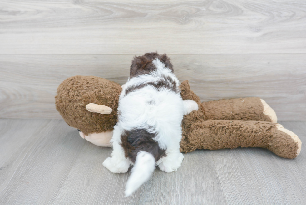 Havapoo Puppy for Adoption