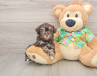 7 week old Havapoo Puppy For Sale - Premier Pups