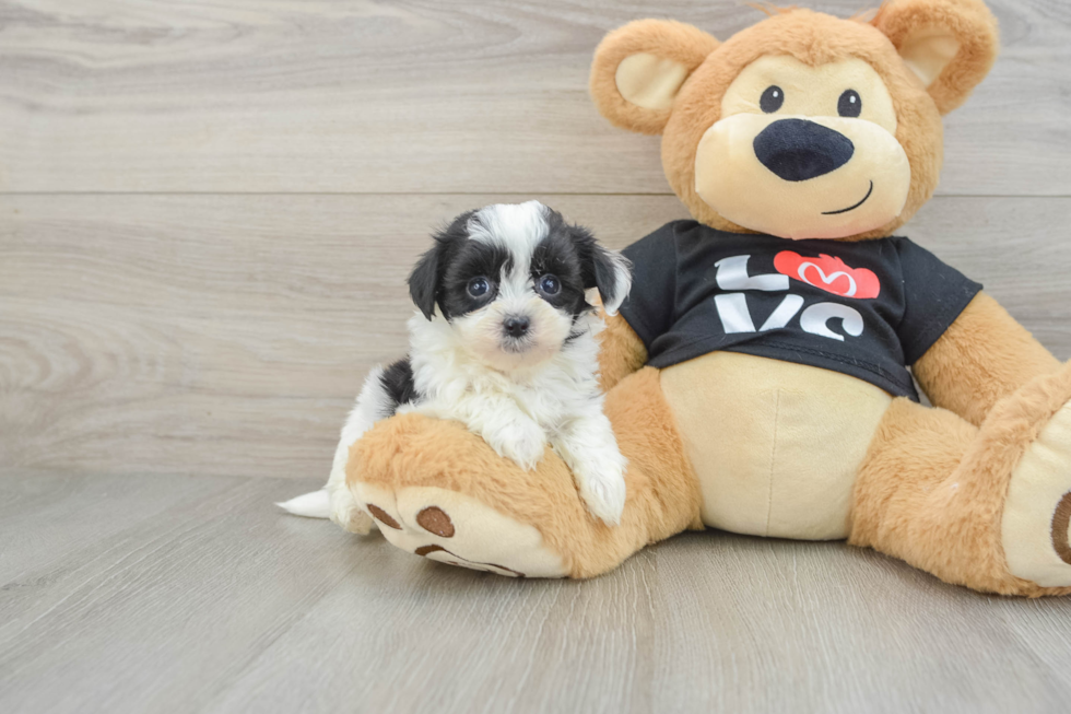 Energetic Havadoodle Poodle Mix Puppy