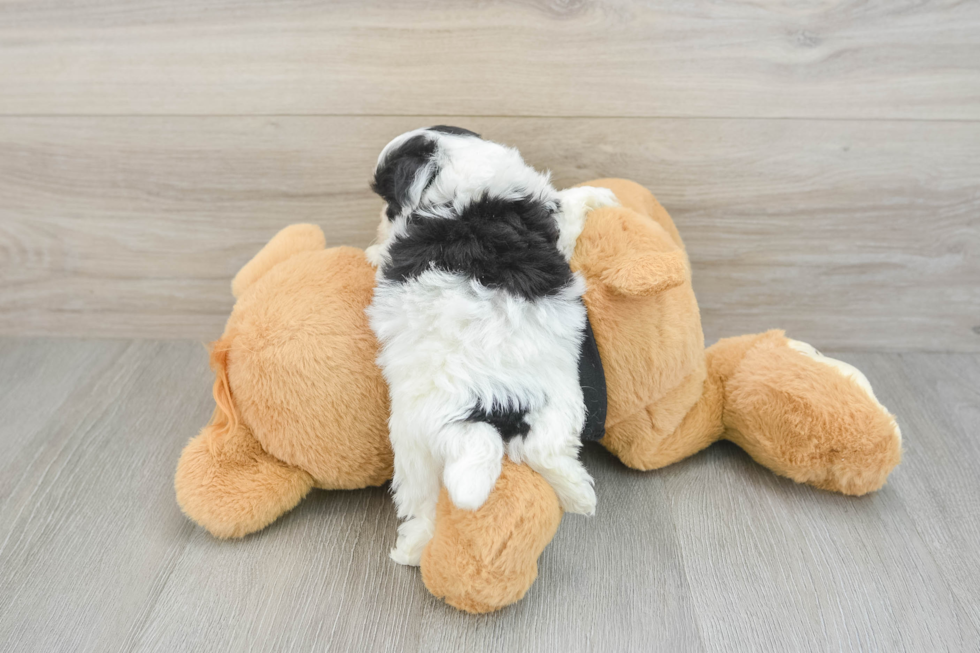 Popular Havapoo Poodle Mix Pup