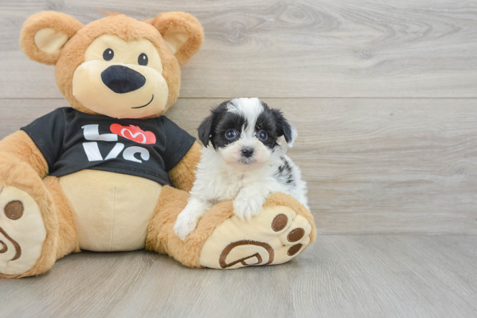 Playful Havadoodle Poodle Mix Puppy