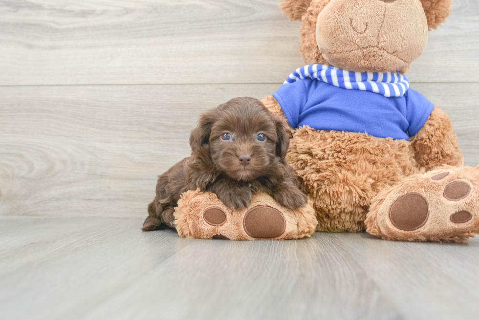 Small Havapoo Baby