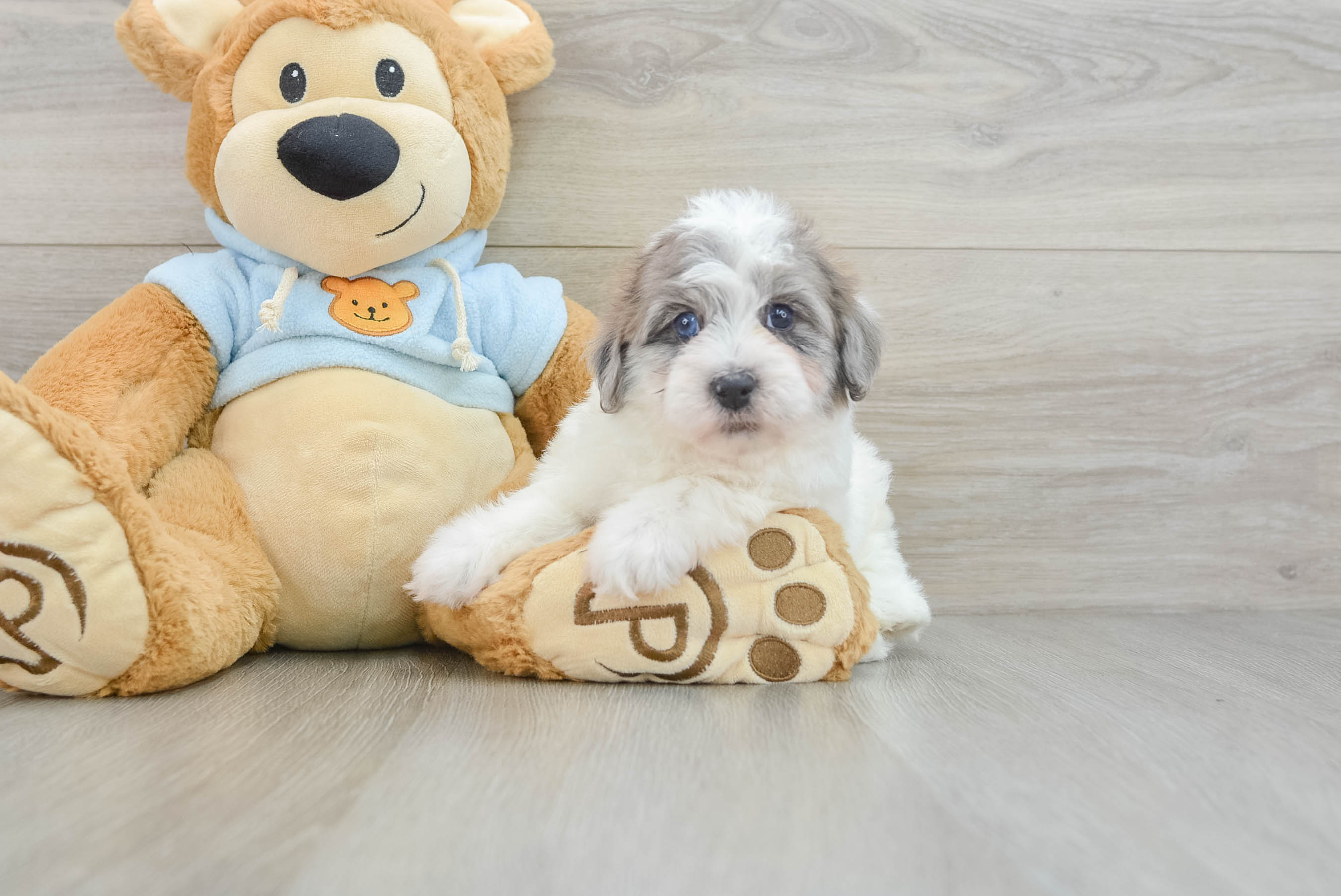 Havapoo Pup Being Cute