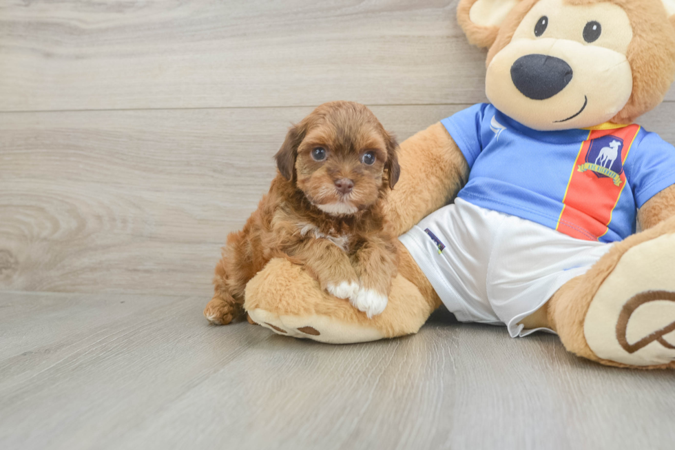 Havapoo Pup Being Cute