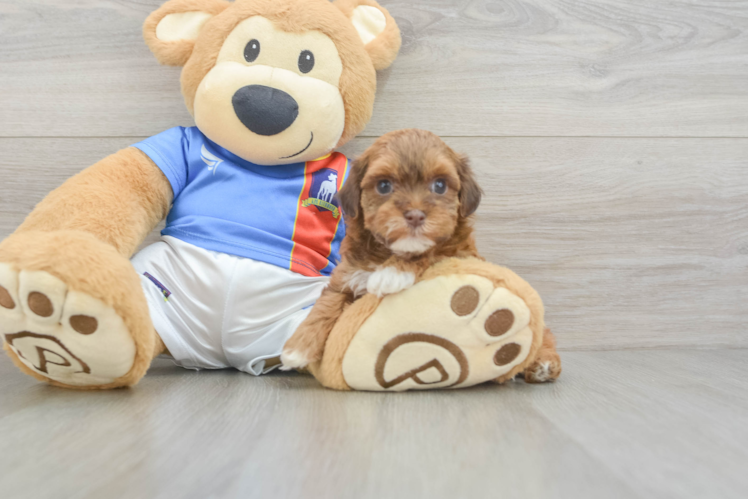 Havapoo Pup Being Cute