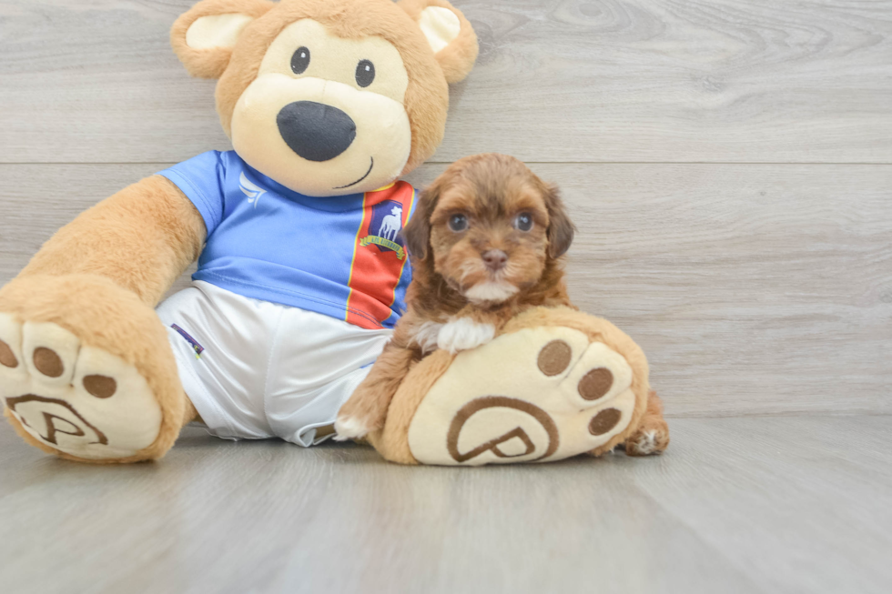 Havapoo Pup Being Cute