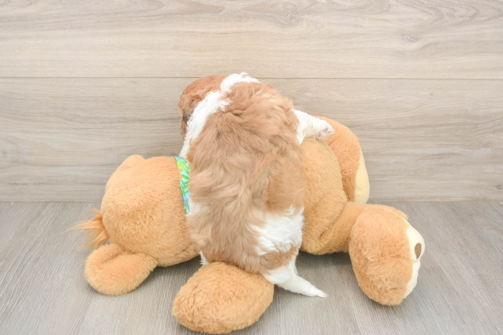 Havapoo Puppy for Adoption