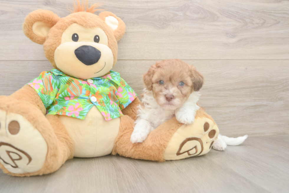 Petite Havapoo Poodle Mix Pup