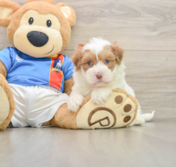 5 week old Havapoo Puppy For Sale - Premier Pups