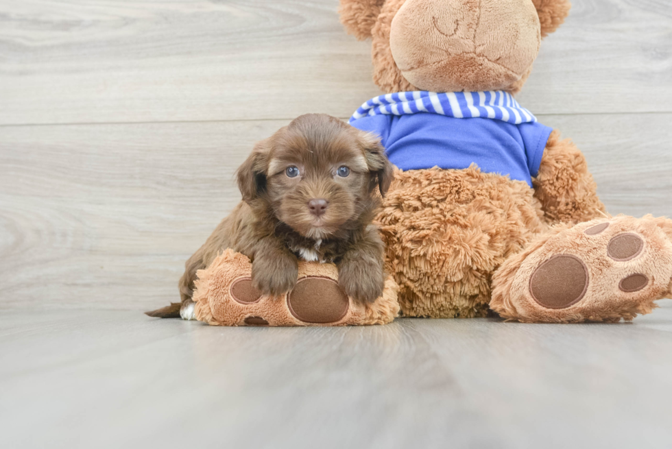 Playful Havanese Poodle Mix Puppy