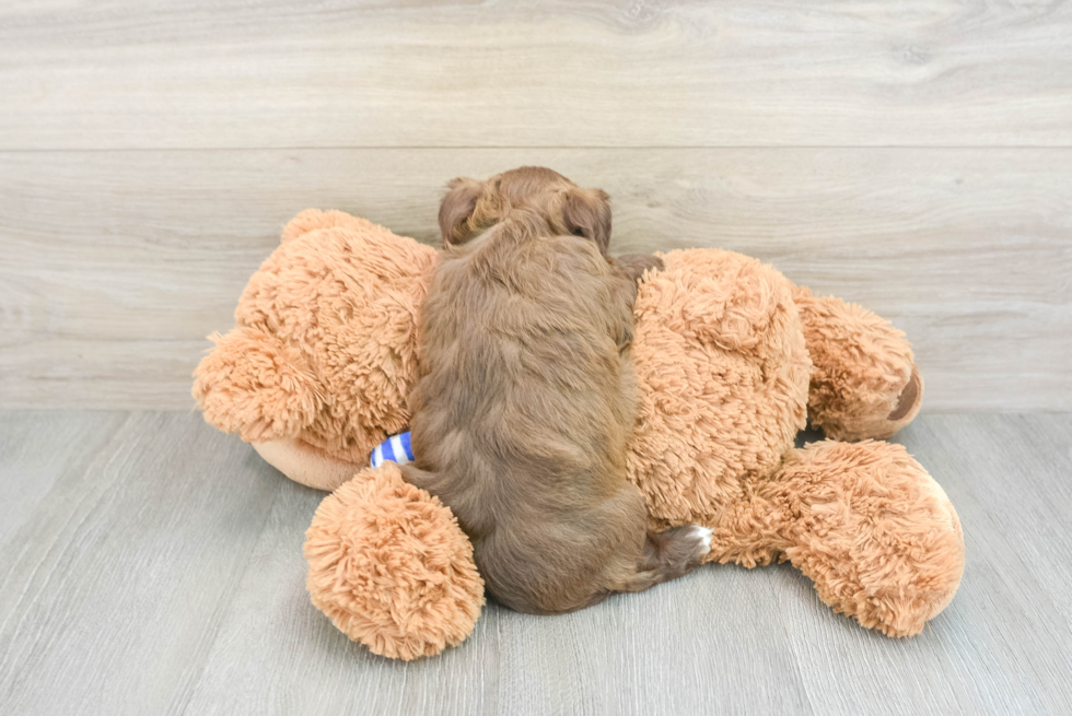 Smart Havapoo Poodle Mix Pup