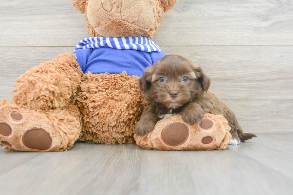 Havapoo Puppy for Adoption