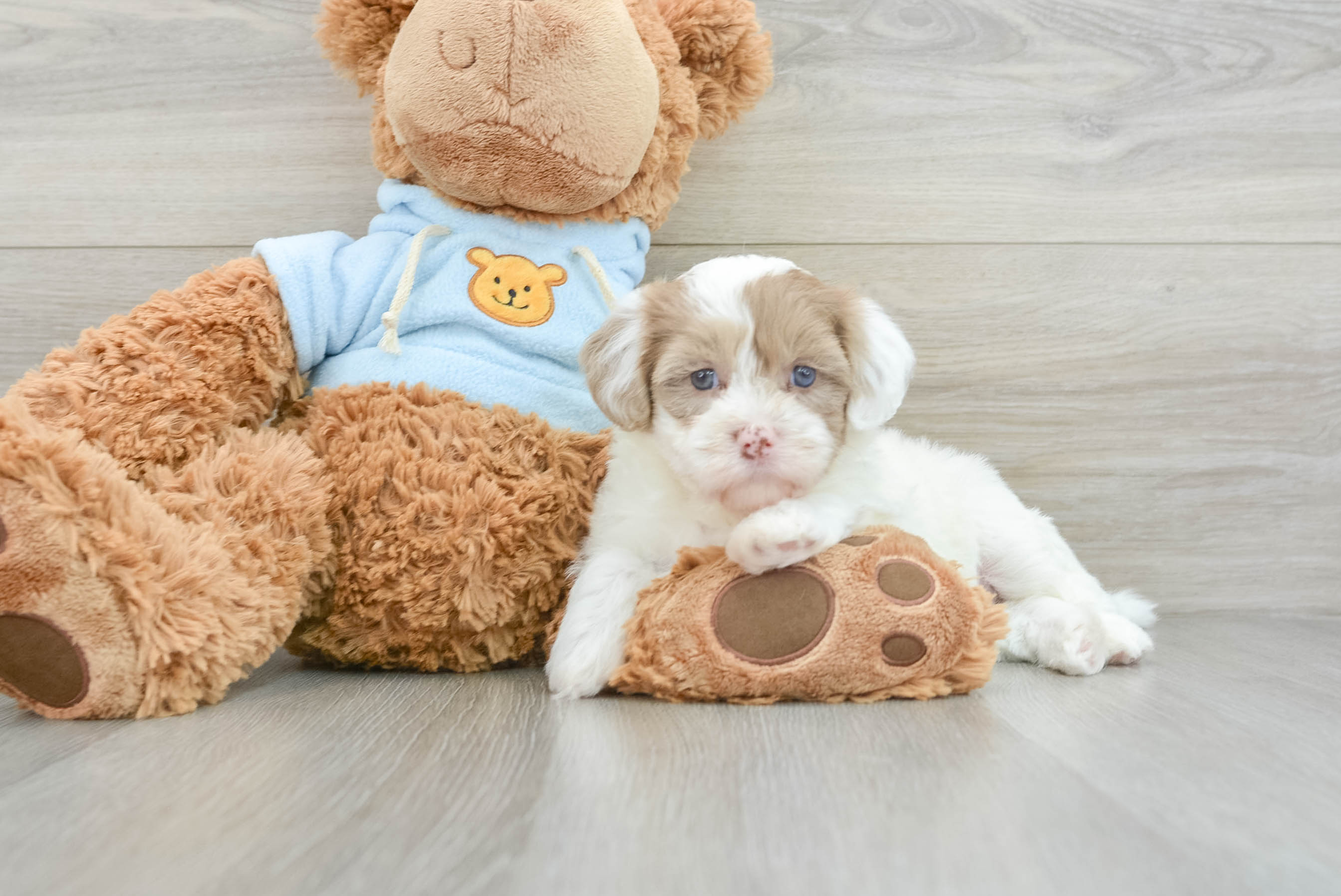 Havapoo Puppy for Adoption