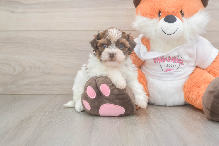 Happy Havapoo Baby