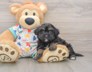 7 week old Havapoo Puppy For Sale - Premier Pups