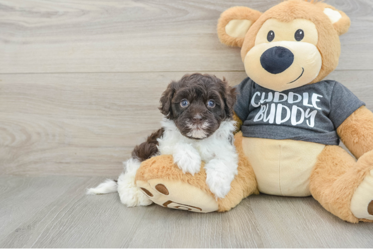 Havapoo Pup Being Cute