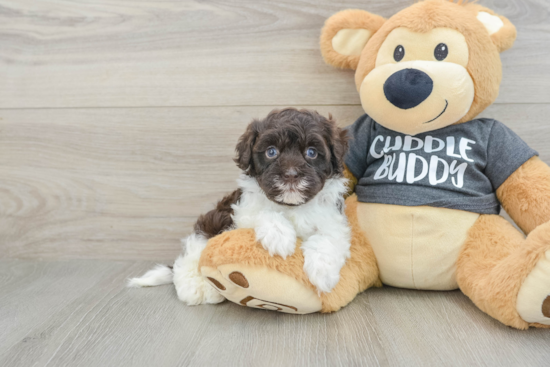 Havapoo Pup Being Cute