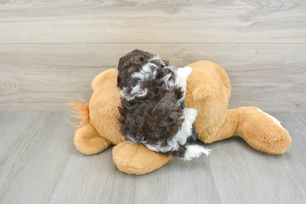 Petite Havapoo Poodle Mix Pup