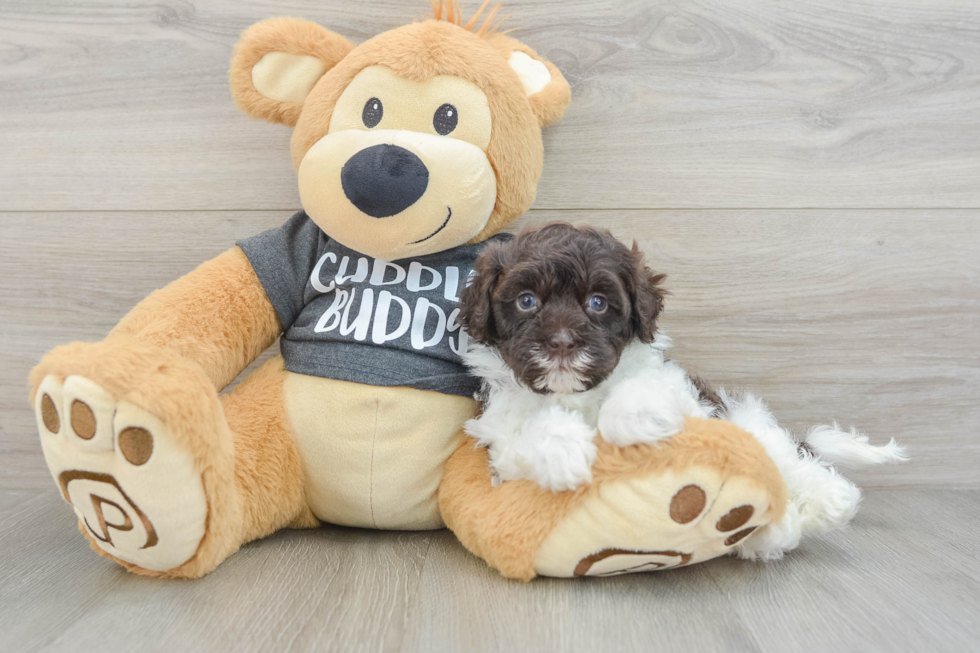 Funny Havapoo Poodle Mix Pup
