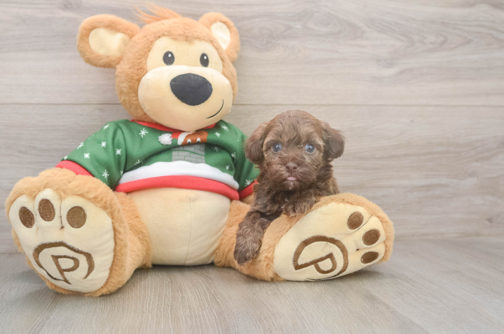 6 week old Havapoo Puppy For Sale - Premier Pups