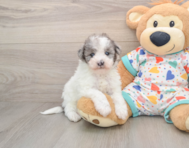 8 week old Havapoo Puppy For Sale - Premier Pups