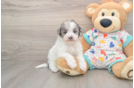 Hypoallergenic Havadoodle Poodle Mix Puppy