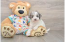 Havapoo Puppy for Adoption