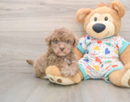 8 week old Havapoo Puppy For Sale - Premier Pups