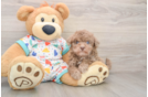 Best Havapoo Baby
