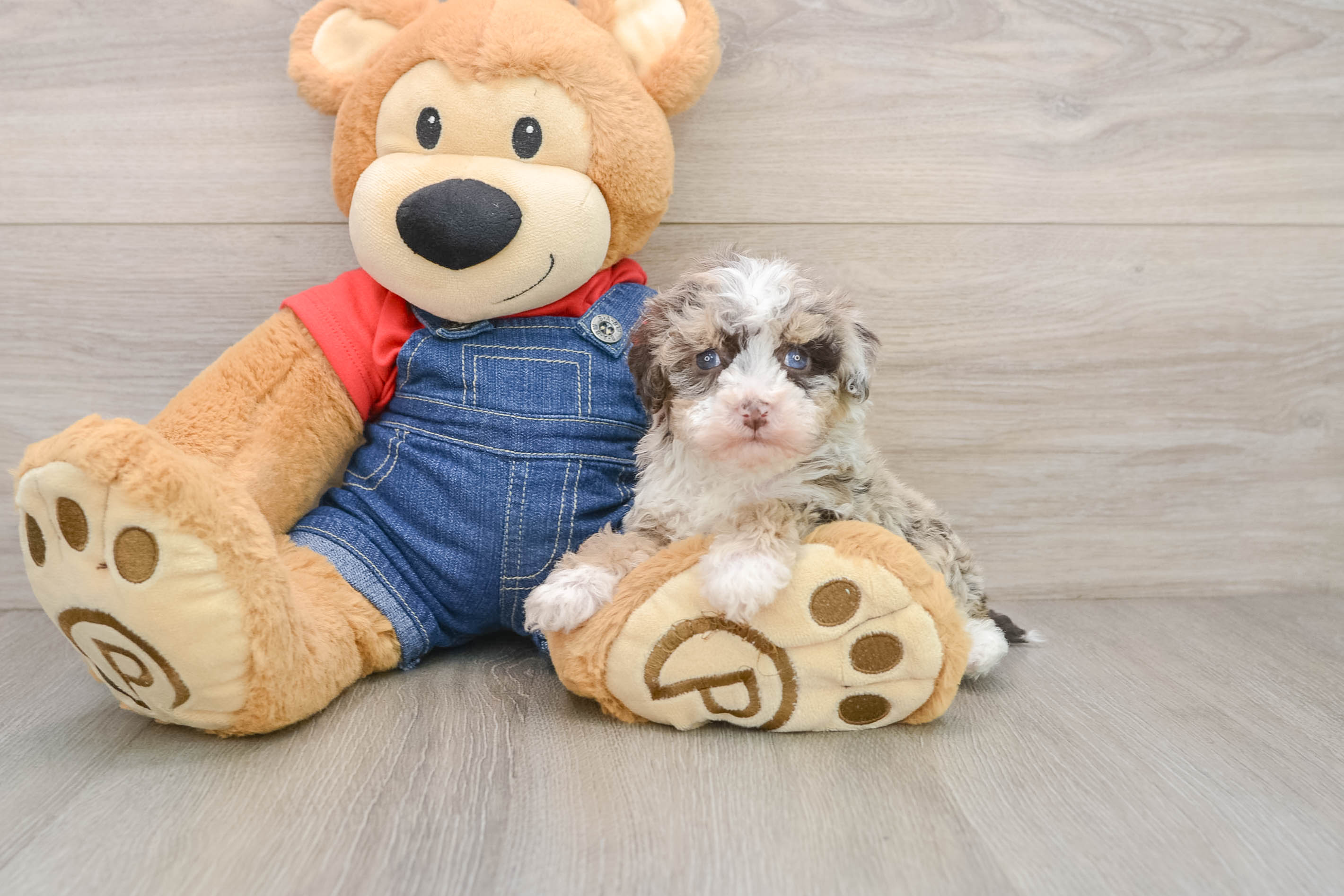 Havapoo Puppy for Adoption