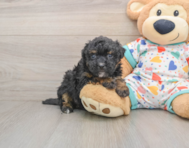 8 week old Havapoo Puppy For Sale - Premier Pups