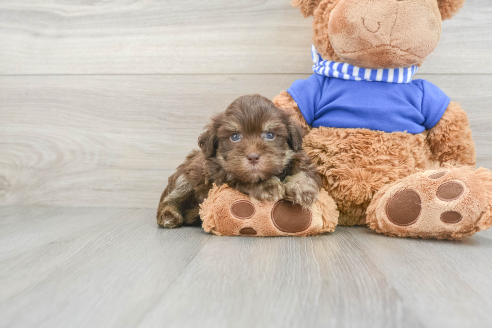 Havapoo Pup Being Cute