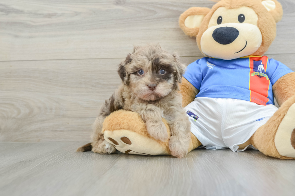 Adorable Havadoodle Poodle Mix Puppy