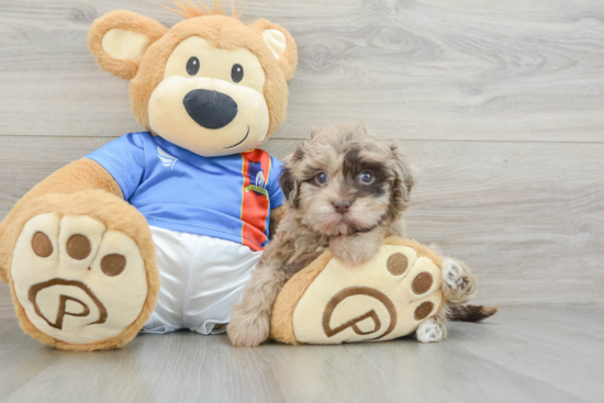 Havapoo Puppy for Adoption