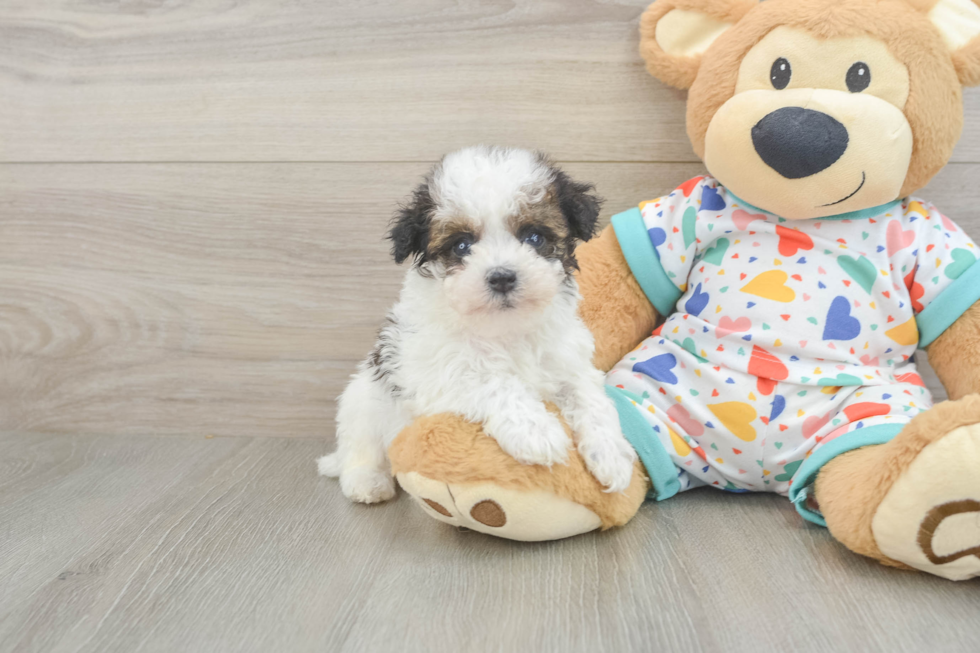 Best Havapoo Baby