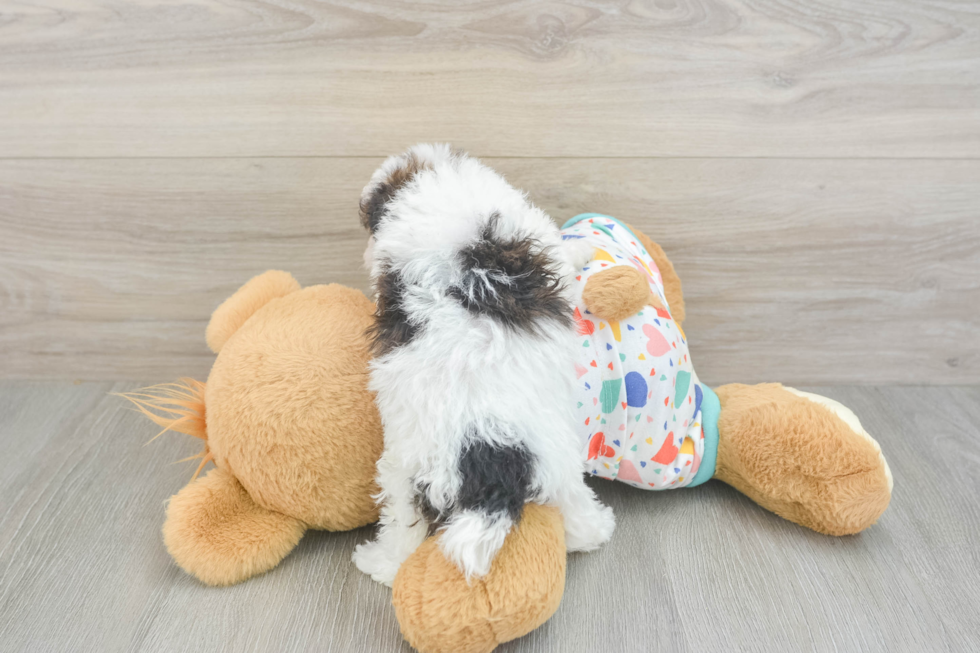 Petite Havapoo Poodle Mix Pup