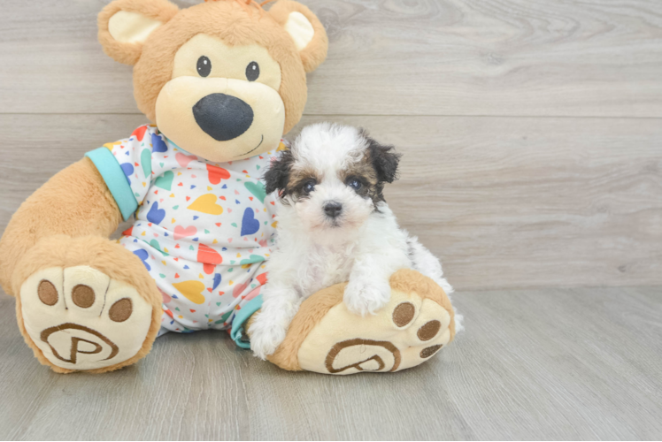 Energetic Havadoodle Poodle Mix Puppy