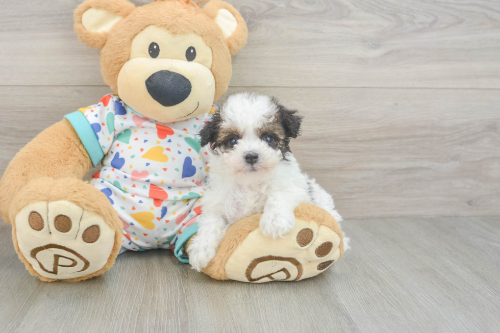Energetic Havadoodle Poodle Mix Puppy