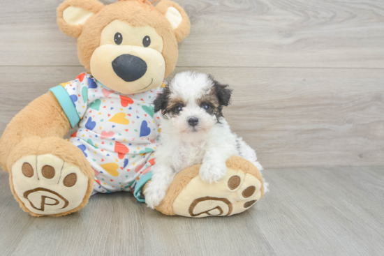Energetic Havadoodle Poodle Mix Puppy