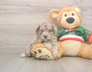 6 week old Havapoo Puppy For Sale - Premier Pups