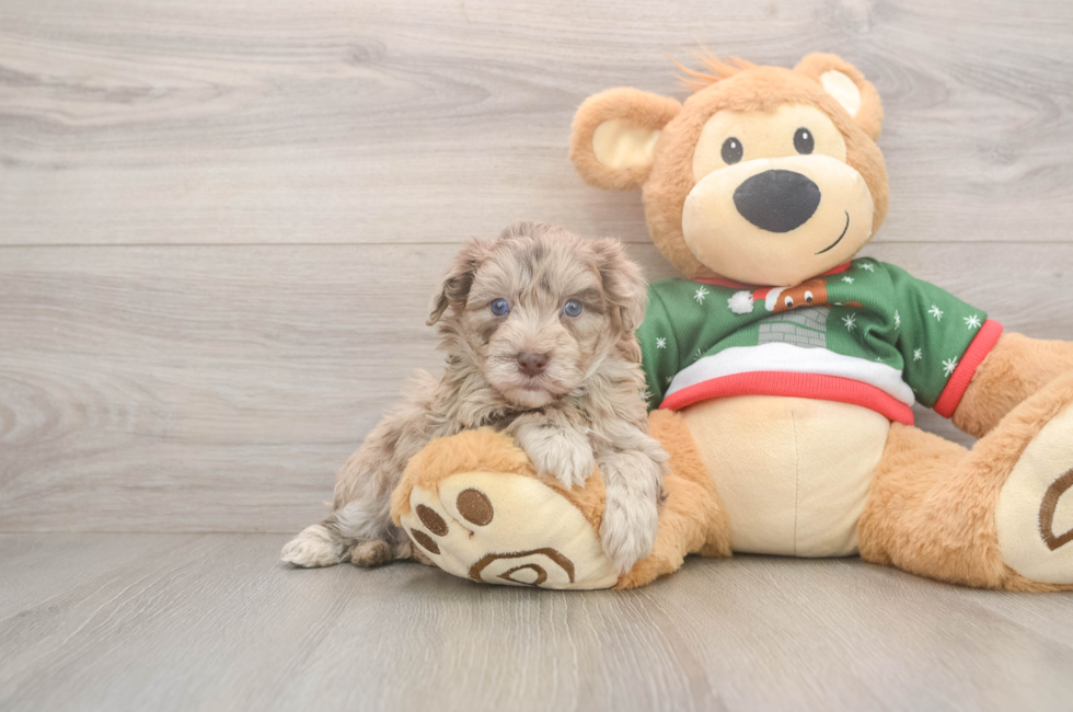 6 week old Havapoo Puppy For Sale - Premier Pups