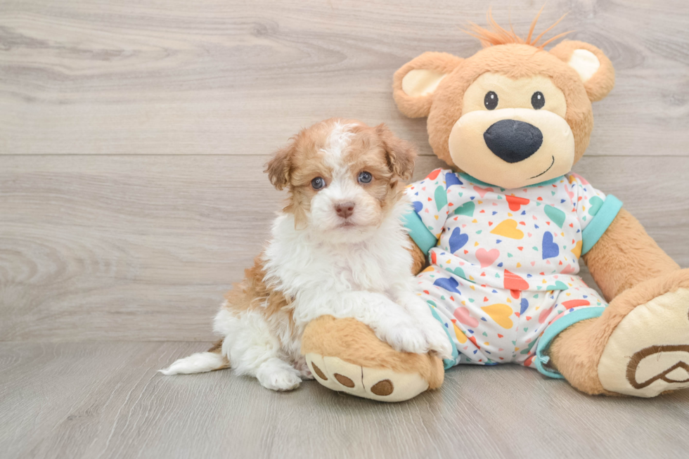 Cute Havapoo Baby