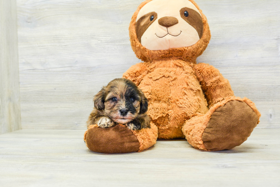 Havapoo Puppy for Adoption