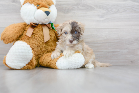 Friendly Havapoo Baby