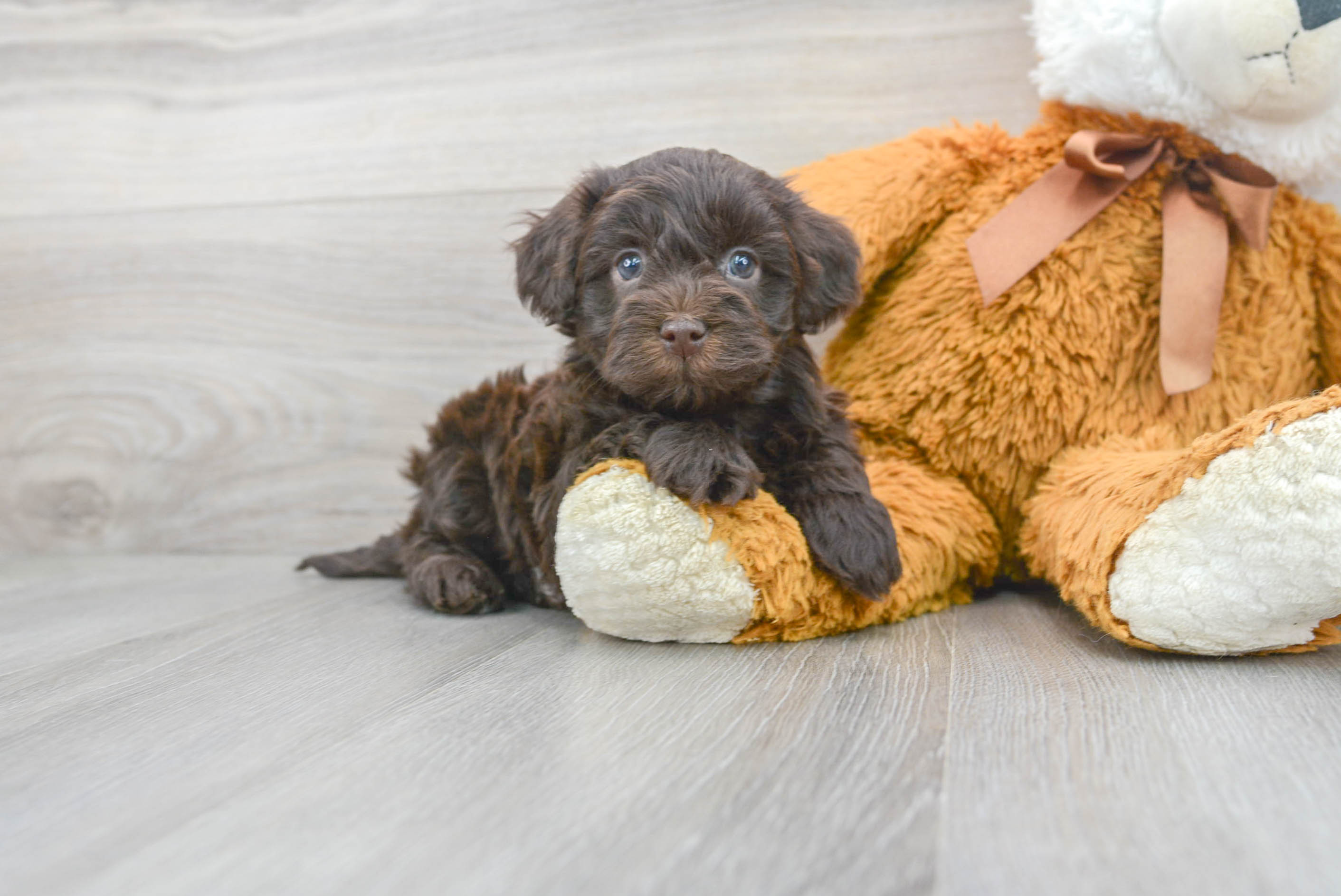 Havapoo Pup Being Cute