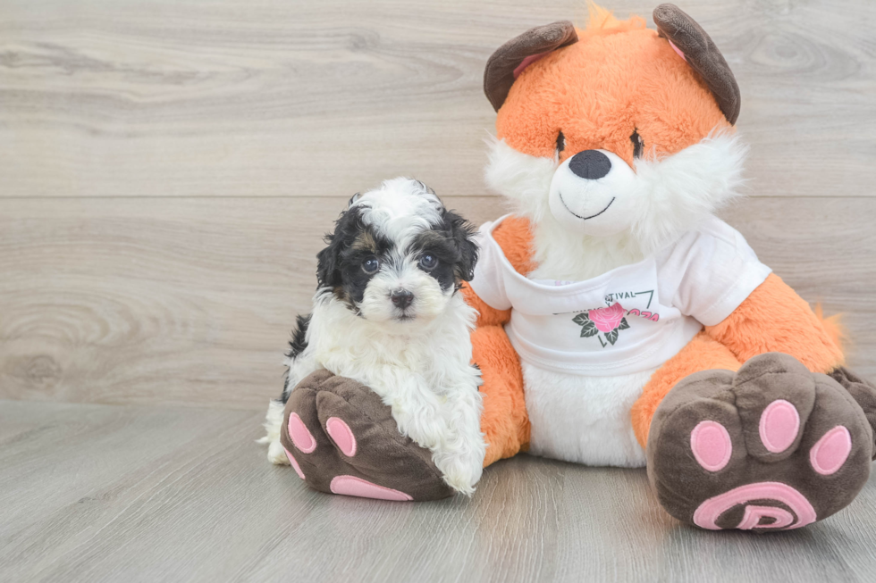 Little Havadoodle Poodle Mix Puppy