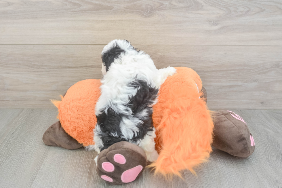 Cute Havapoo Baby