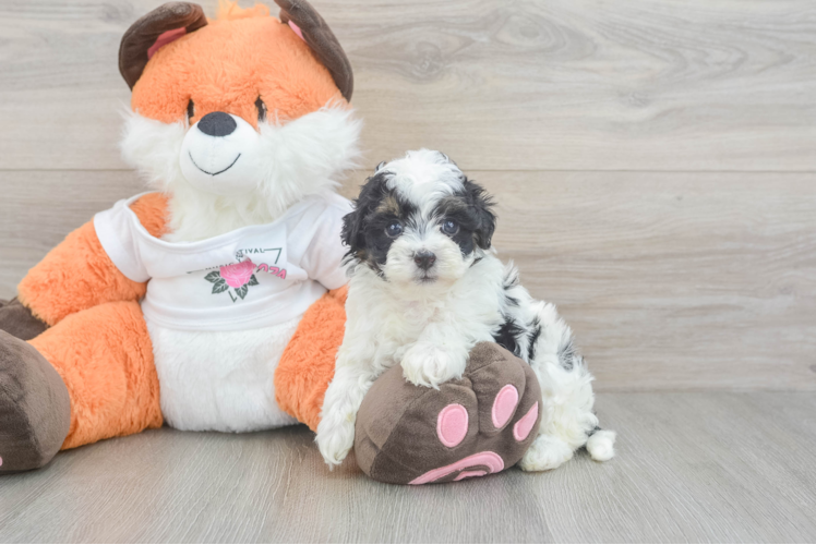 Havapoo Pup Being Cute